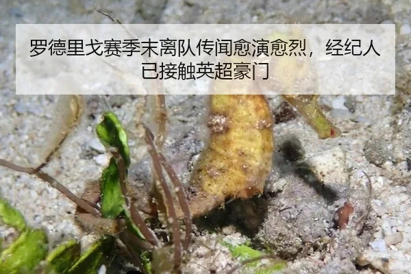 luo-de-li-ge-sai-ji-mo-li-dui-chuan-wen-yu-yan-yu-lie-jing-ji-ren-yi-jie-chu-ying-chao-hao-men-3-217.jpg